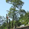 Smontaggio alberi con elicottero - 2019