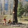 Taglio alberi Merisg - Losone