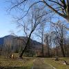Taglio alberi Merisg - Losone