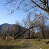 Taglio alberi Merisg - Losone