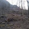 Taglio legname Ortighee Losone - 2020