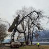 Smontaggio alberi con autogru, Ascona 2022